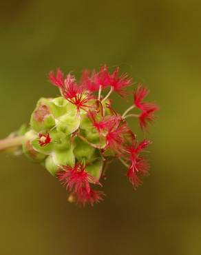 Fotografia 9 da espécie Sanguisorba minor subesp. minor no Jardim Botânico UTAD