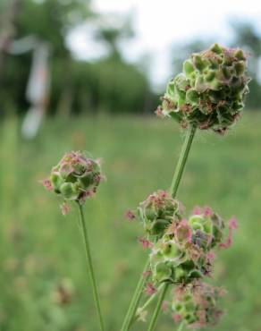 Fotografia 10 da espécie Sanguisorba minor subesp. minor no Jardim Botânico UTAD