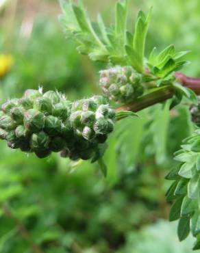 Fotografia 12 da espécie Sanguisorba minor subesp. minor no Jardim Botânico UTAD