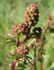 Sanguisorba minor subesp. minor