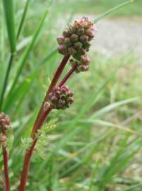 Fotografia da espécie Sanguisorba minor subesp. minor