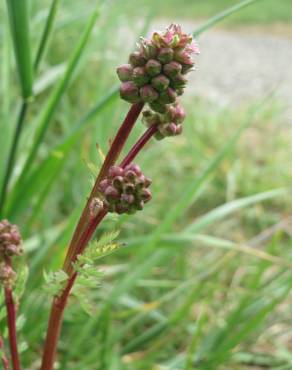 Fotografia 14 da espécie Sanguisorba minor subesp. minor no Jardim Botânico UTAD