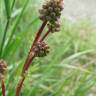 Fotografia 14 da espécie Sanguisorba minor subesp. minor do Jardim Botânico UTAD