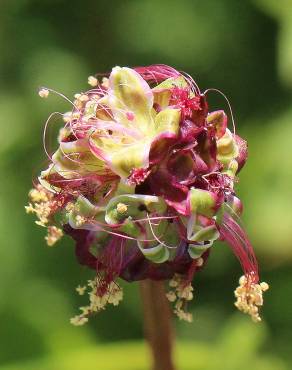 Fotografia 15 da espécie Sanguisorba minor subesp. minor no Jardim Botânico UTAD