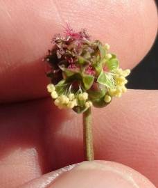 Fotografia da espécie Sanguisorba verrucosa