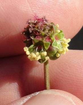 Fotografia 1 da espécie Sanguisorba verrucosa no Jardim Botânico UTAD