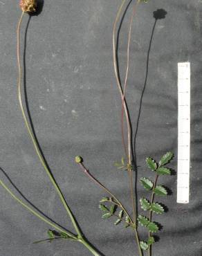Fotografia 5 da espécie Sanguisorba verrucosa no Jardim Botânico UTAD