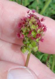 Fotografia da espécie Sanguisorba officinalis