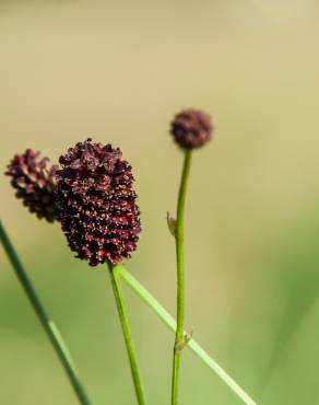 Fotografia 13 da espécie Sanguisorba officinalis no Jardim Botânico UTAD