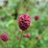 Fotografia 14 da espécie Sanguisorba officinalis do Jardim Botânico UTAD