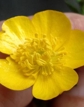 Fotografia 14 da espécie Ranunculus repens no Jardim Botânico UTAD