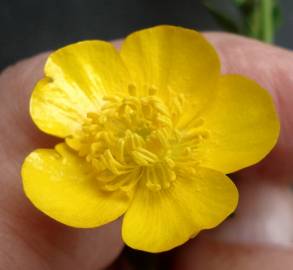 Fotografia da espécie Ranunculus repens