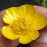 Fotografia 14 da espécie Ranunculus repens do Jardim Botânico UTAD