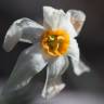 Fotografia 2 da espécie Narcissus serotinus do Jardim Botânico UTAD