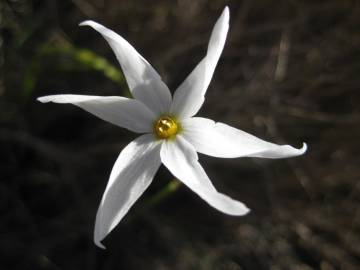 Fotografia da espécie Narcissus serotinus