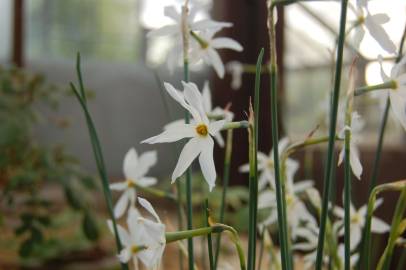 Fotografia da espécie Narcissus serotinus