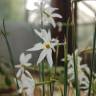 Fotografia 5 da espécie Narcissus serotinus do Jardim Botânico UTAD