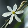 Fotografia 6 da espécie Narcissus serotinus do Jardim Botânico UTAD