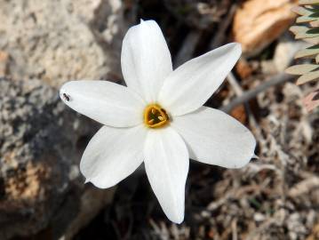 Fotografia da espécie Narcissus serotinus