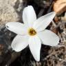 Fotografia 7 da espécie Narcissus serotinus do Jardim Botânico UTAD