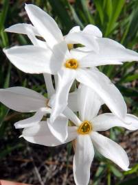 Fotografia da espécie Narcissus serotinus