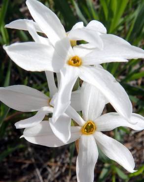 Fotografia 1 da espécie Narcissus serotinus no Jardim Botânico UTAD