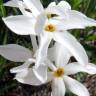 Fotografia 1 da espécie Narcissus serotinus do Jardim Botânico UTAD