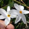Fotografia 8 da espécie Narcissus serotinus do Jardim Botânico UTAD
