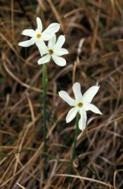 Fotografia da espécie Narcissus serotinus