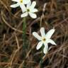 Fotografia 9 da espécie Narcissus serotinus do Jardim Botânico UTAD