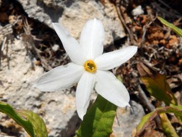 Fotografia da espécie Narcissus serotinus