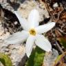 Fotografia 10 da espécie Narcissus serotinus do Jardim Botânico UTAD