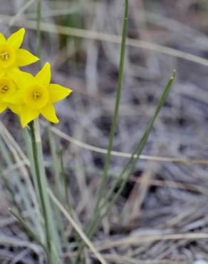 Fotografia 3 da espécie Narcissus calcicola no Jardim Botânico UTAD