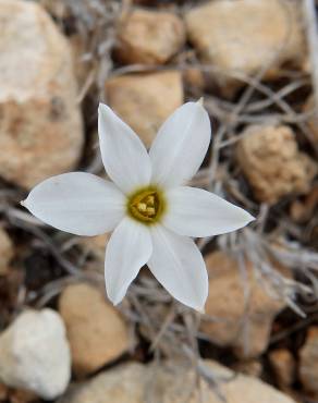 Fotografia 12 da espécie Narcissus serotinus no Jardim Botânico UTAD