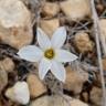 Fotografia 12 da espécie Narcissus serotinus do Jardim Botânico UTAD