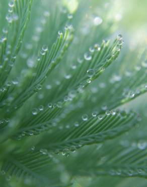 Fotografia 3 da espécie Myriophyllum aquaticum no Jardim Botânico UTAD