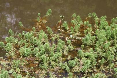 Fotografia da espécie Myriophyllum aquaticum