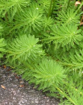 Fotografia 7 da espécie Myriophyllum aquaticum no Jardim Botânico UTAD