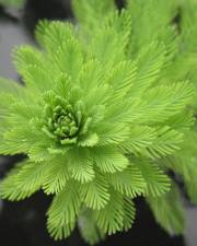 Fotografia da espécie Myriophyllum aquaticum