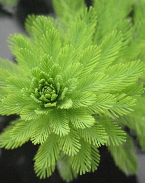 Fotografia 1 da espécie Myriophyllum aquaticum no Jardim Botânico UTAD