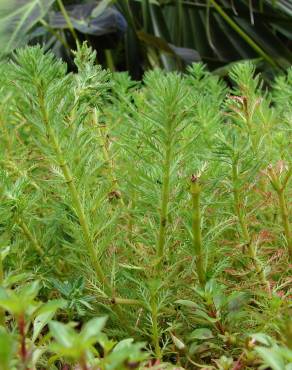 Fotografia 9 da espécie Myriophyllum aquaticum no Jardim Botânico UTAD