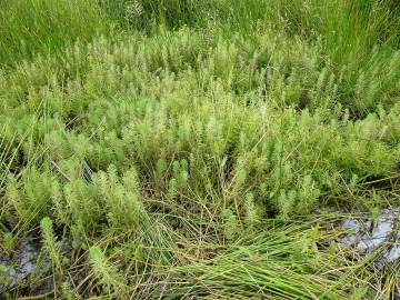 Fotografia da espécie Myriophyllum aquaticum