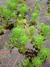 Fotografia da espécie Myriophyllum aquaticum