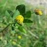 Fotografia 7 da espécie Medicago lupulina do Jardim Botânico UTAD