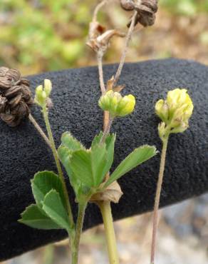 Fotografia 8 da espécie Medicago lupulina no Jardim Botânico UTAD