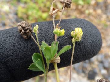 Fotografia da espécie Medicago lupulina