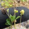 Fotografia 8 da espécie Medicago lupulina do Jardim Botânico UTAD