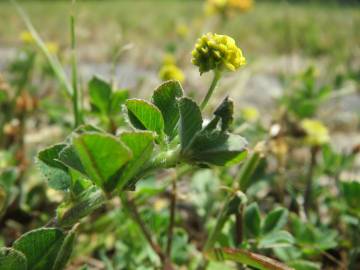 Fotografia da espécie Medicago lupulina