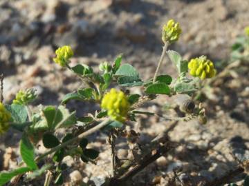 Fotografia da espécie Medicago lupulina