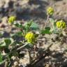 Fotografia 10 da espécie Medicago lupulina do Jardim Botânico UTAD